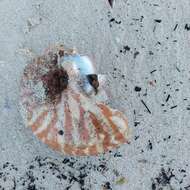 Image of Bellybutton nautilus