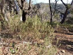 Image of Olearia minor (Benth.) N. S. Lander