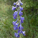 Image of Delphinium fissum subsp. fissum