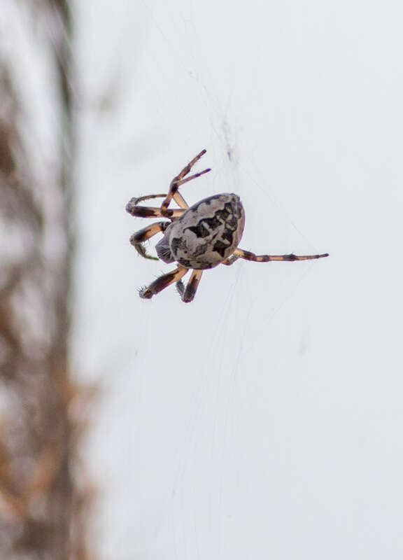 Image of Larinioides suspicax (O. Pickard-Cambridge 1876)