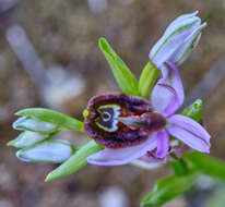 Слика од <i>Ophrys <i>bertolonii</i></i> subsp. bertolonii