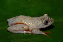 Imagem de Heterixalus alboguttatus (Boulenger 1882)