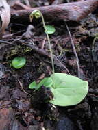 Image of Cyrtostylis reniformis var. huegelii (Endl.) Benth.