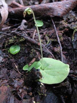 Image of Cyrtostylis reniformis var. huegelii (Endl.) Benth.