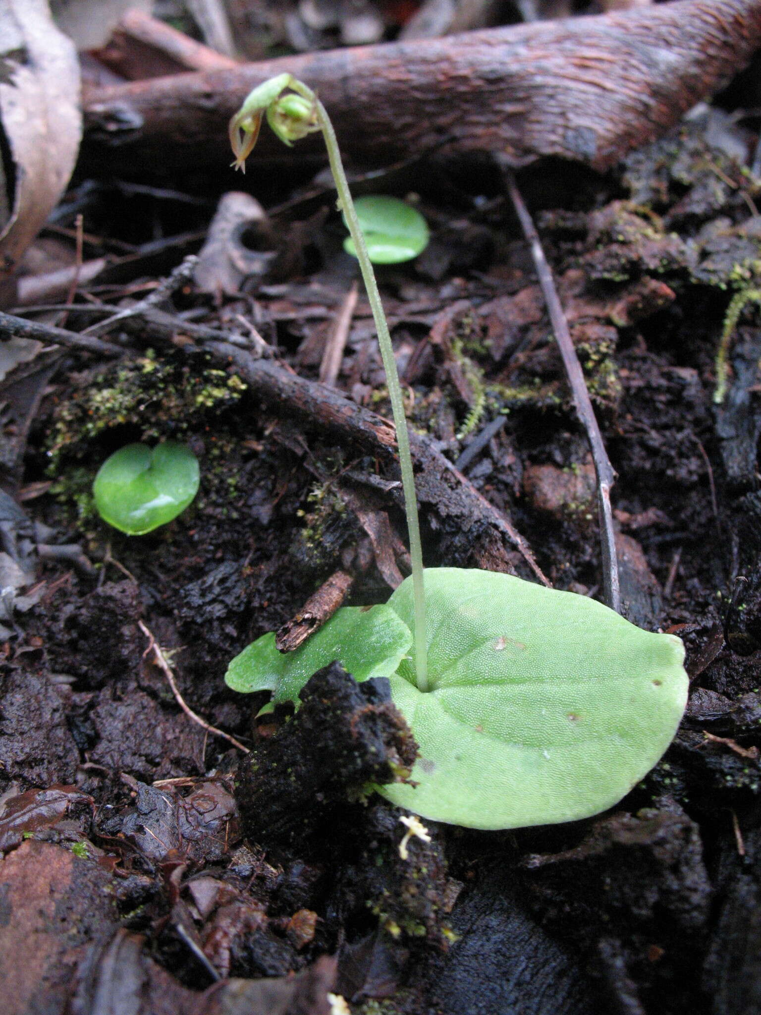 Image of Cyrtostylis reniformis var. huegelii (Endl.) Benth.