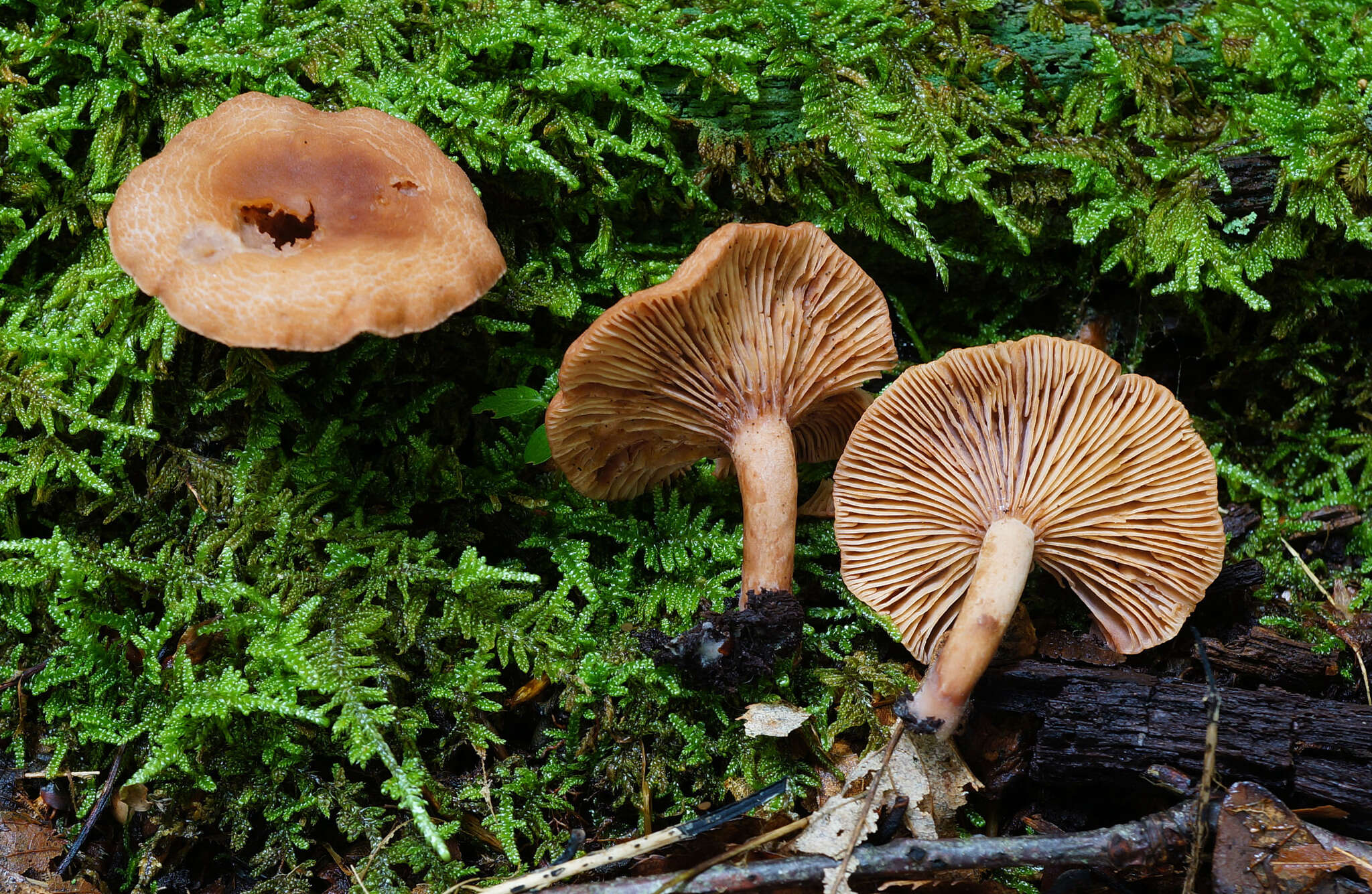 Image of Lactarius rimosellus Peck 1906