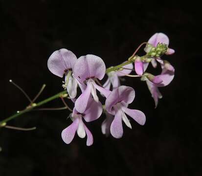 Image of <i>Hylodesmum nudiflorum</i>