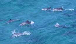 Image of Indian Ocean Bottlenose Dolphin