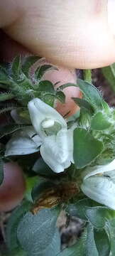 Image of Hairy buckweed