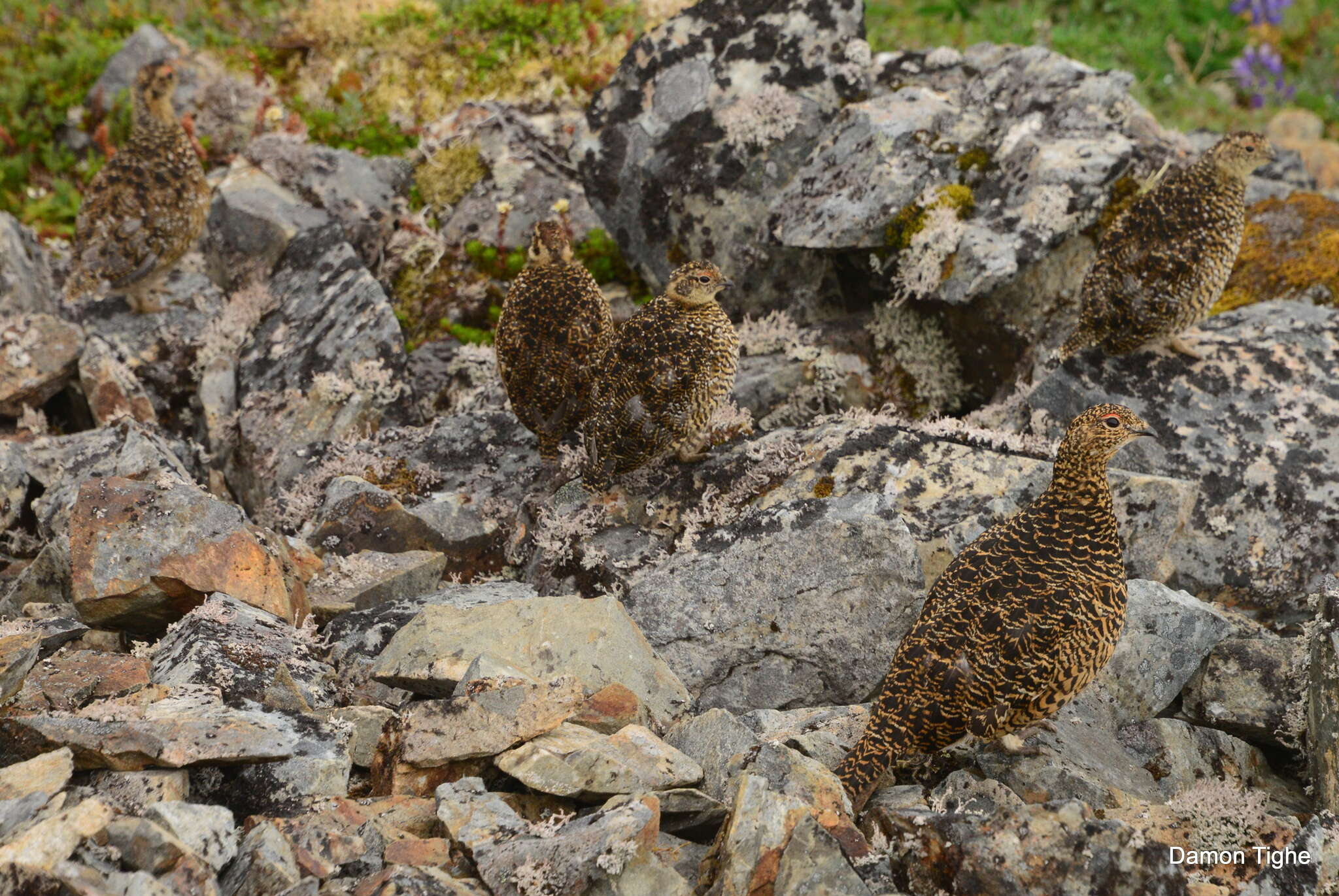 Image of Ptarmigan