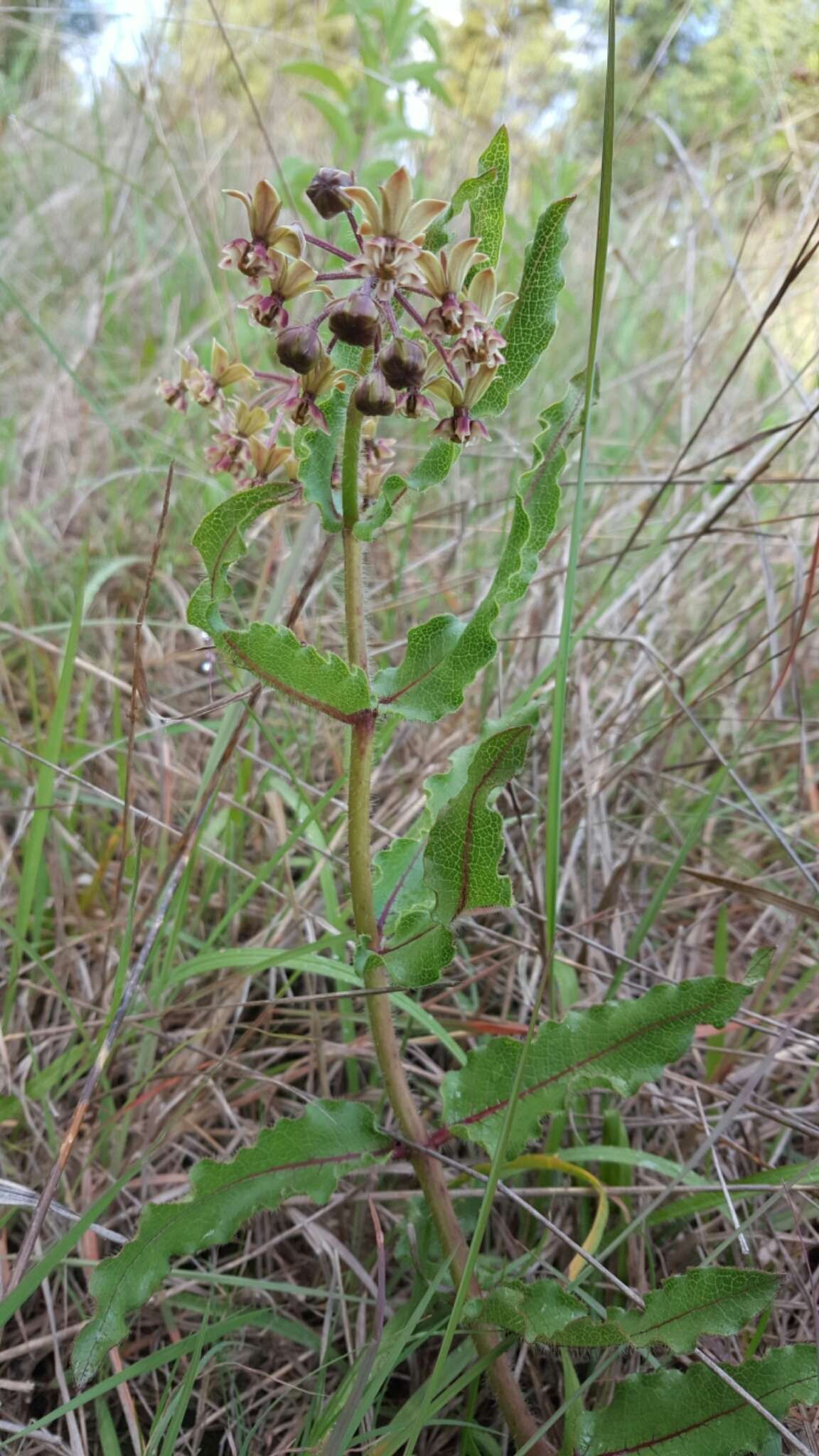 صورة Asclepias contrayerba Sessé & Moc.