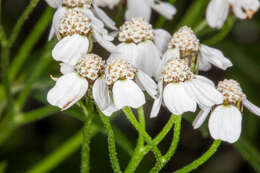 Image of big-leaf yarrow