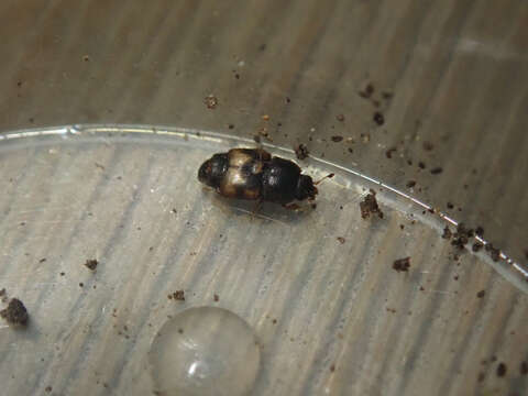 Image of Dried-fruit Beetle