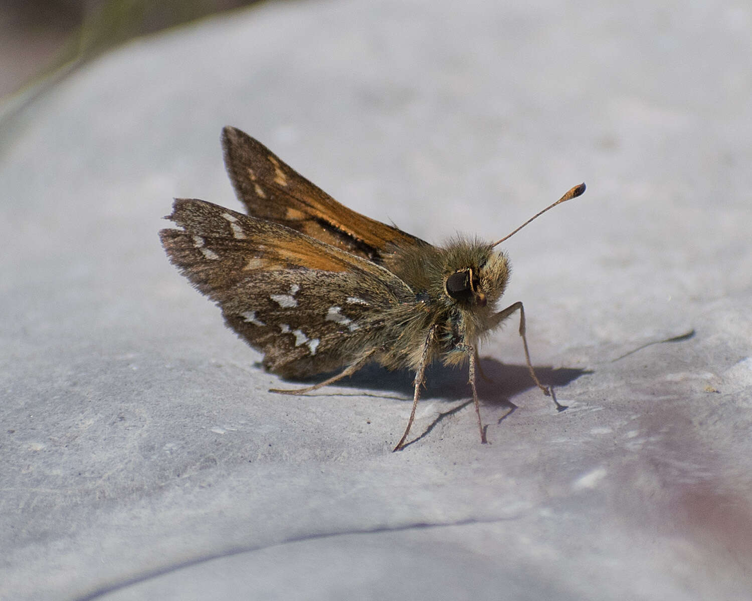 Слика од Hesperia comma manitoba Scudder 1874