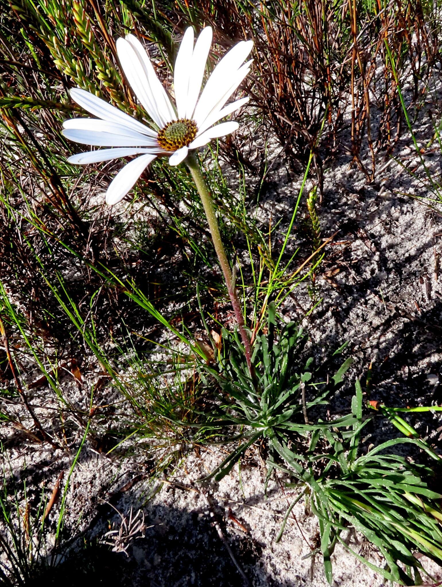 Image of Dimorphotheca nudicaulis (L.) DC.