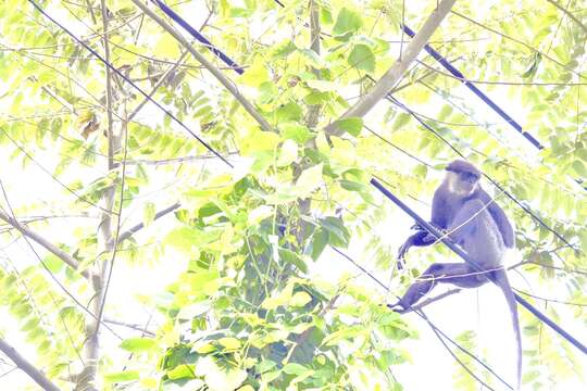 Image of Purple-faced langur