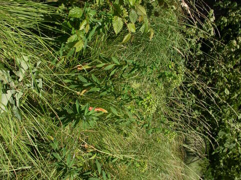 Image of Hairy Spurge