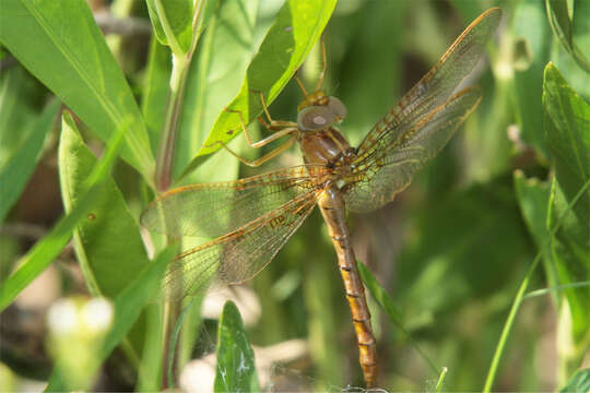 Image of Orange Shadowdragon