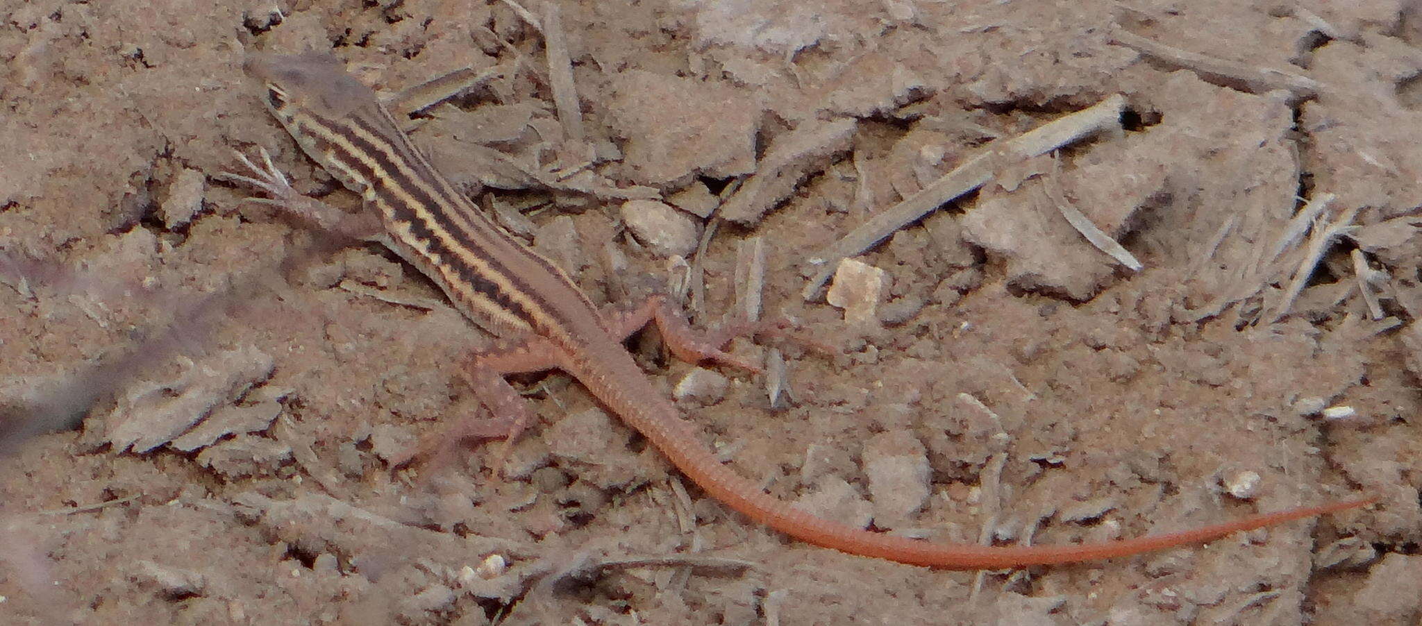 Image de Pedioplanis namaquensis (Duméril & Bibron 1839)