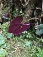 Image of Asarum taipingshanianum S. F. Huang, T. H. Hsieh & T. C. Huang