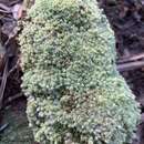 Слика од Leucobryum albidum Lindberg 1863