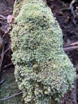 Image of leucobryum moss