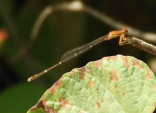 Image of Orange-striped Threadtail