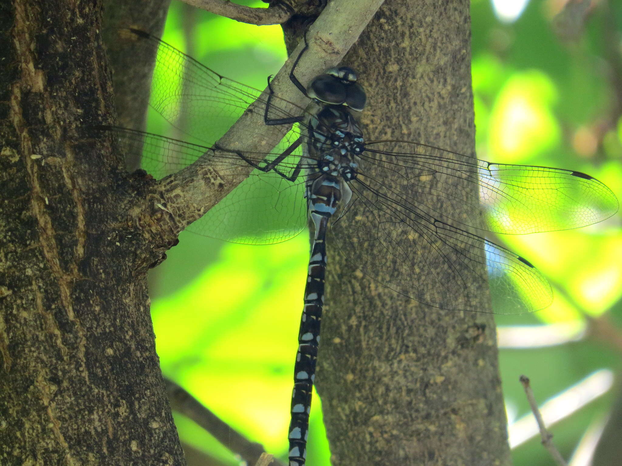 Image of Canada Darner