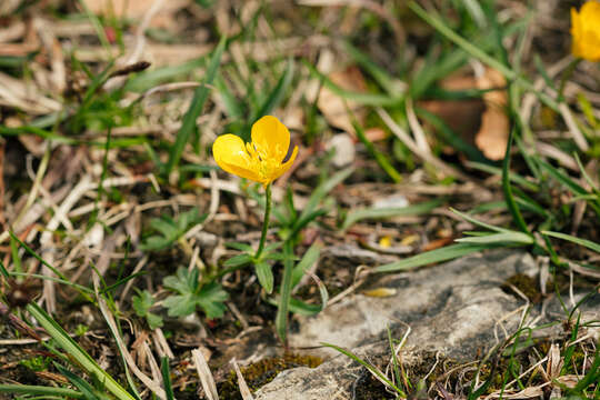 Imagem de Ranunculus montanus Willd.