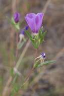 Image of winecup clarkia