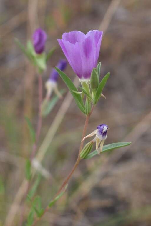 Image of winecup clarkia