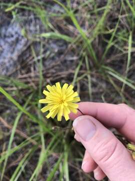 Image of Hieracium megacephalum Nash