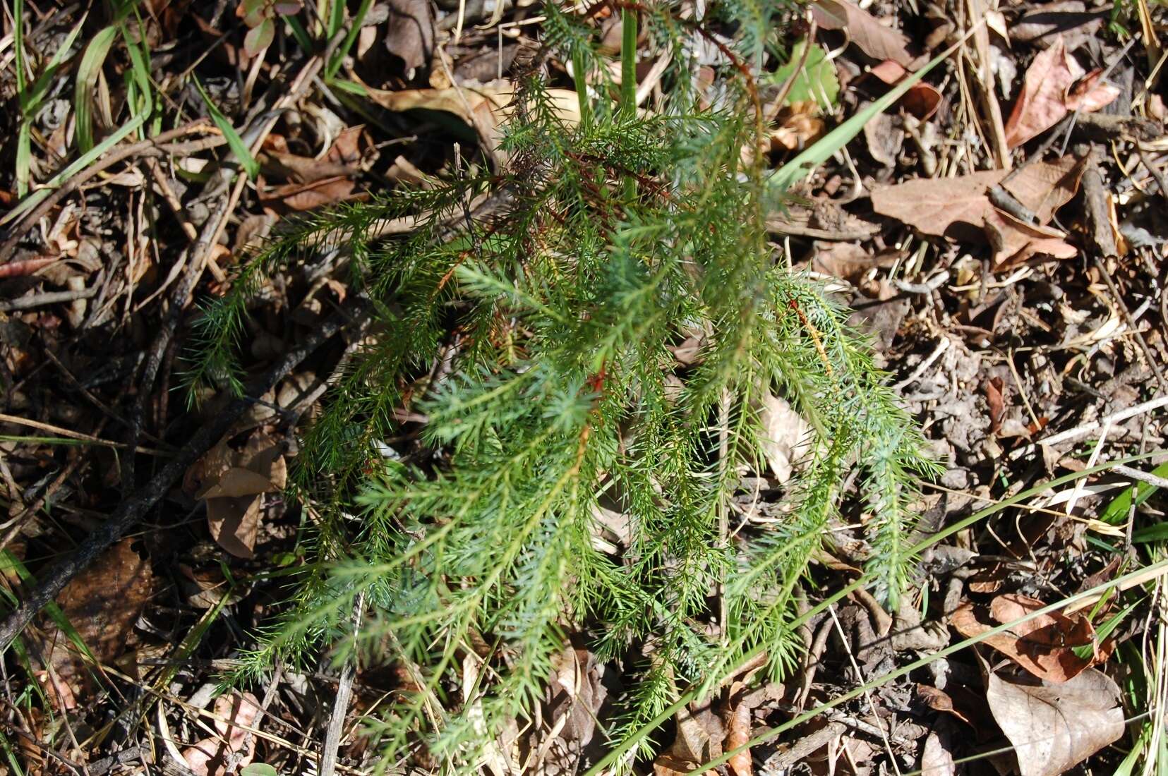 Image of Juniperus gamboana Martínez