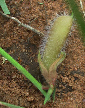 Image of Crotalaria burkeana Benth.