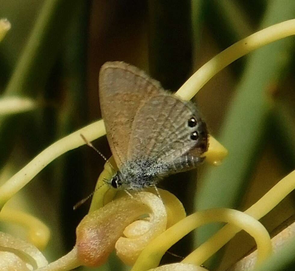 Nacaduba biocellata (Felder & Felder 1865) resmi