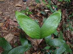 Image of Bactris oligocarpa Barb. Rodr.