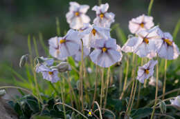 Image of Lycianthes peduncularis (Schltdl.) Bitter