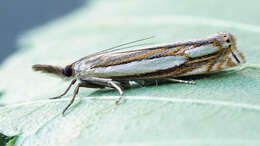 Crambus silvella Hübner (1810) resmi