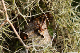 Image of Polistes bahamensis Bequard & Salt 1931