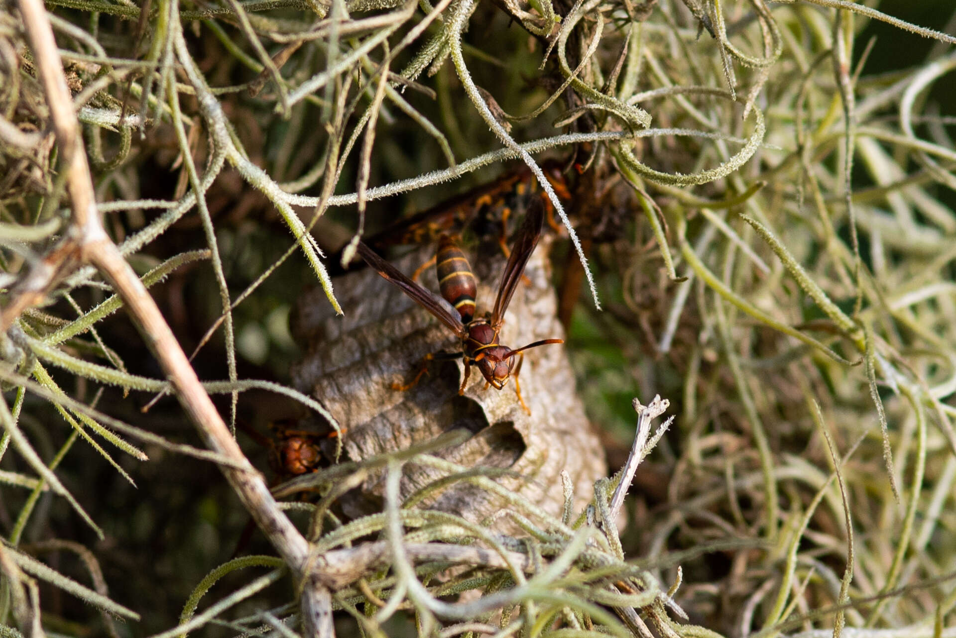 Image of Polistes bahamensis Bequard & Salt 1931