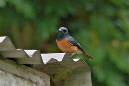 Image of Vanikoro Flycatcher