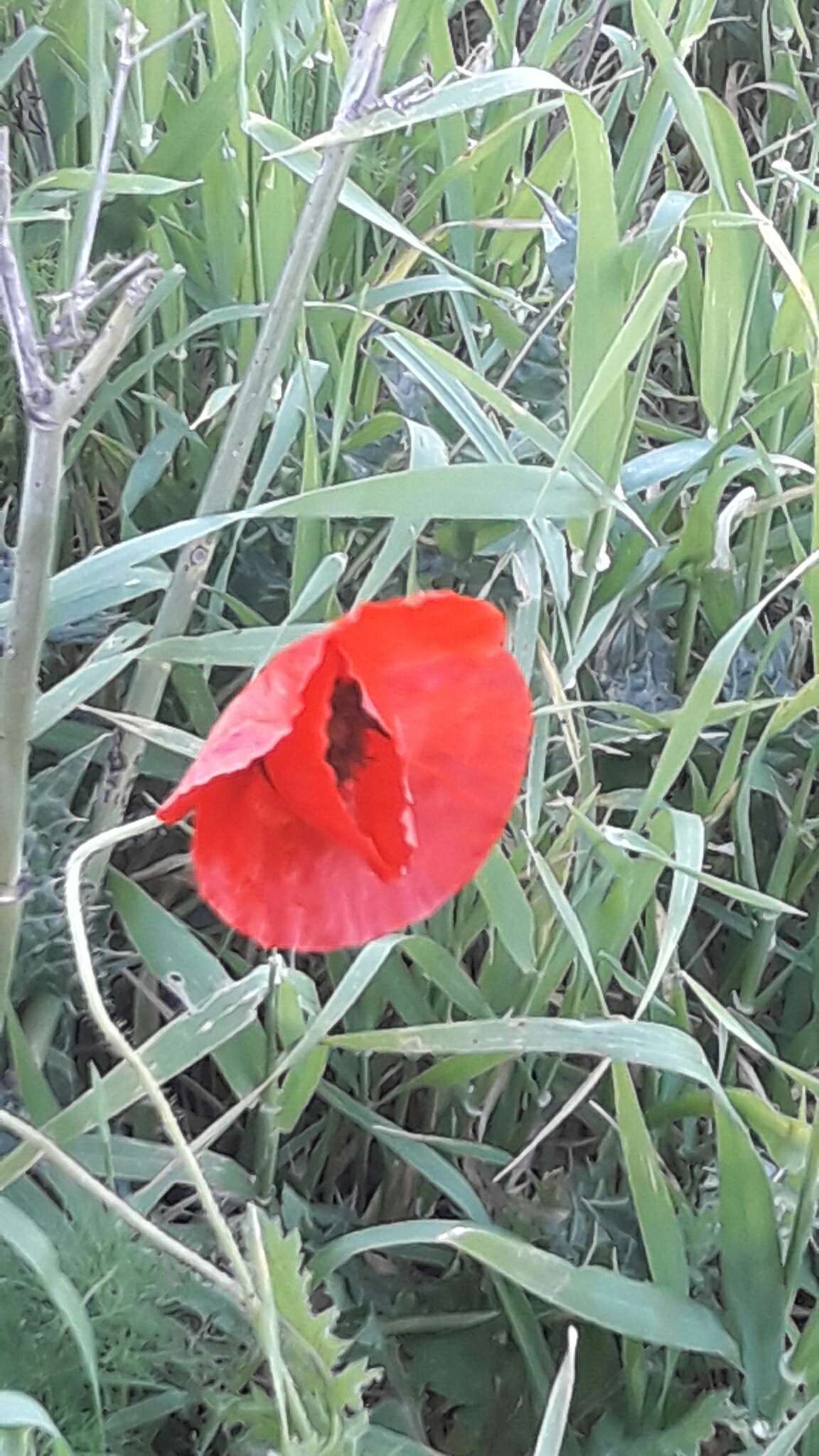 Image of Papaver syriacum Boiss. & Bl.