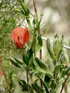 Imagem de Lathyrus pseudocicera Pamp.