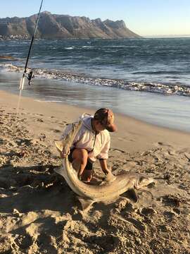 Image of Spotted Gully Shark