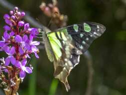 Слика од Graphium macleayanus (Leach 1814)