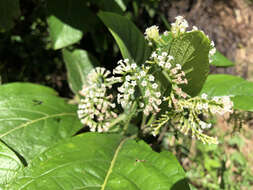 Imagem de Tournefortia filiflora Griseb.