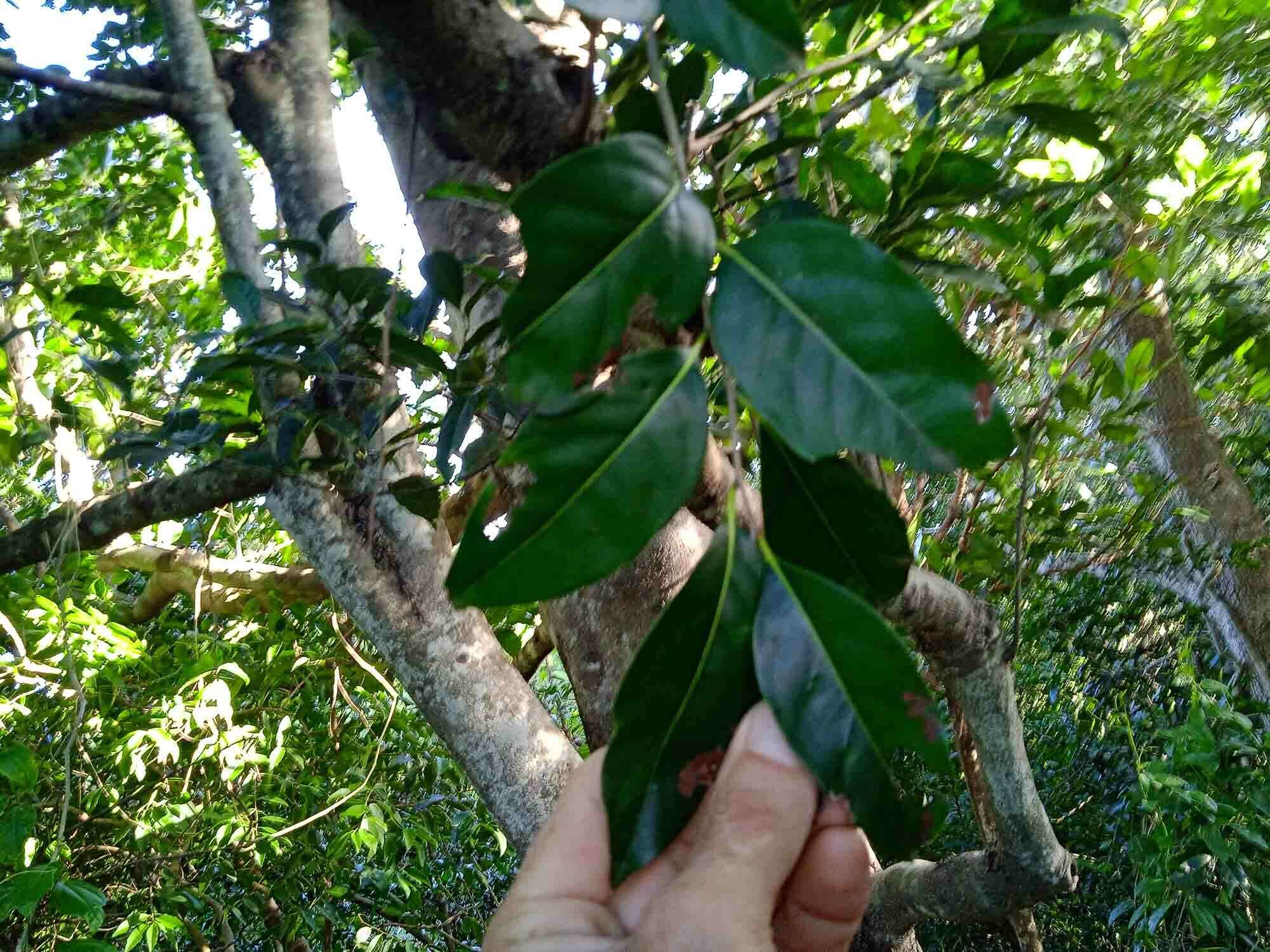 Diospyros fasciculosa (F. Muell.) F. Muell.的圖片