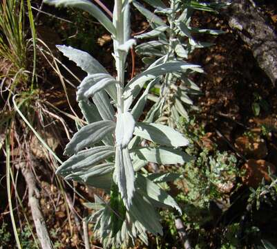 Image de Senecio lineatus (L. fil.) DC.