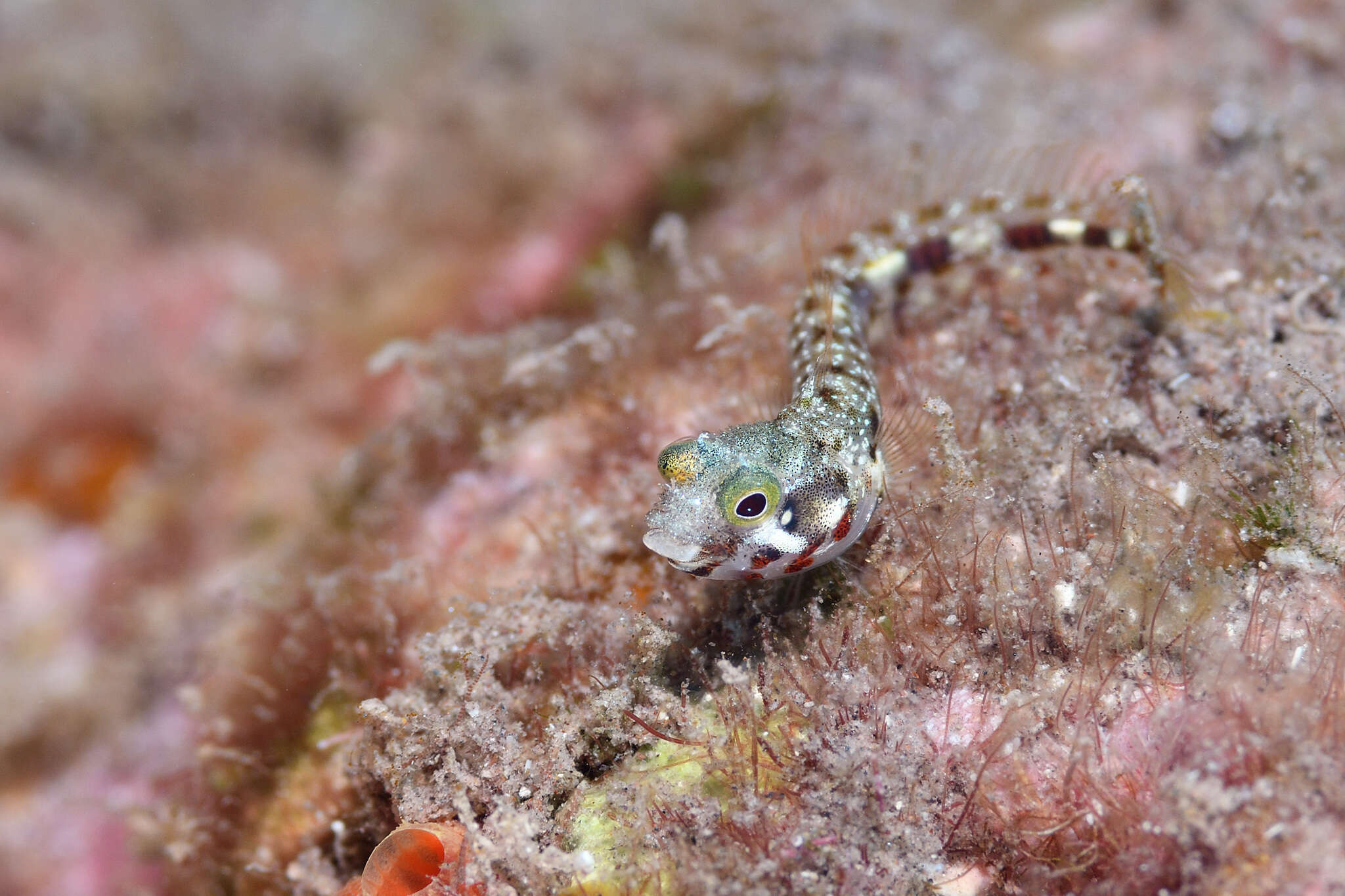 Image of Spiny blenny