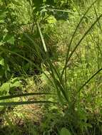 Imagem de Carex atherodes Spreng.